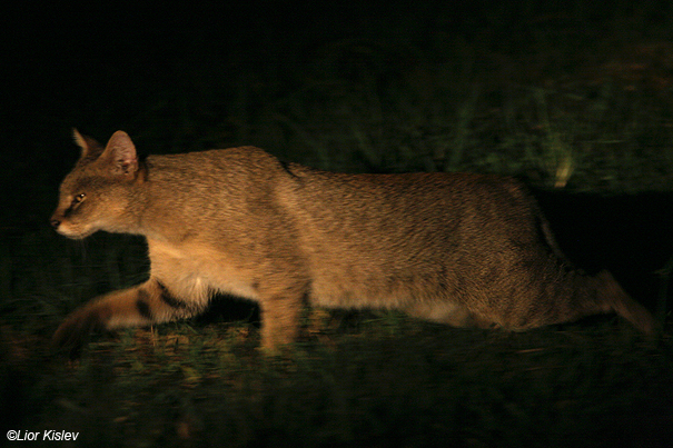 חתול ביצות Jungle Cat  Felis chaus furax                                    אגמון החולה ספטמבר 2007